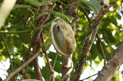 五葉アケビの果実