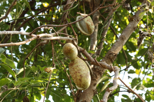 五葉アケビの果実