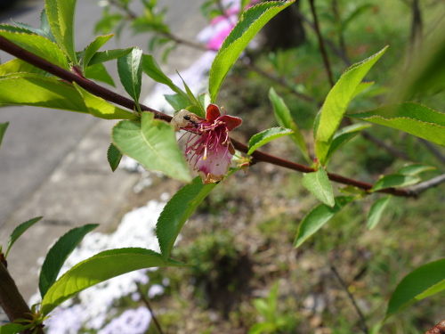 ネクタリン ファンタジア