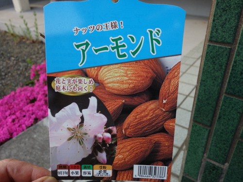 almond