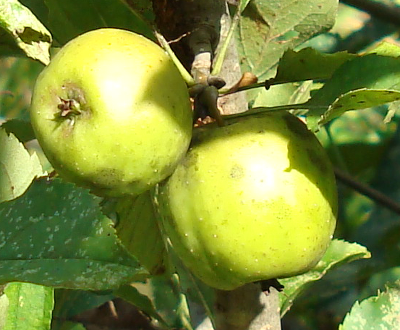 AlpsOtomeApple
