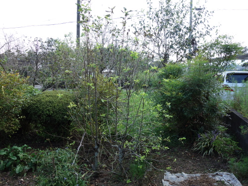 アルプス乙女の木