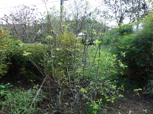 アルプス乙女の木