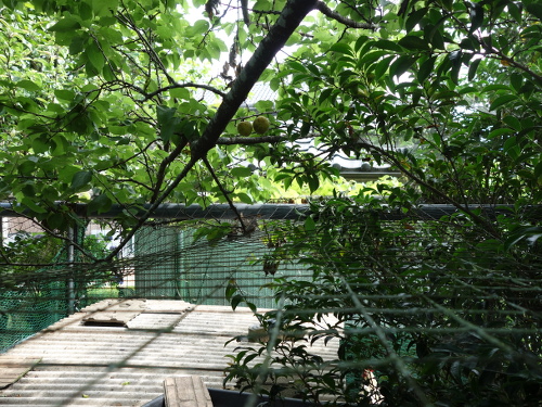 アンズ平和の果実