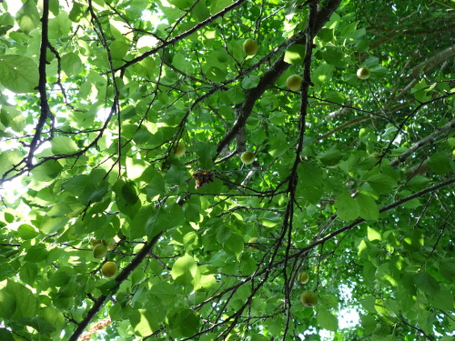 アンズ平和の果実