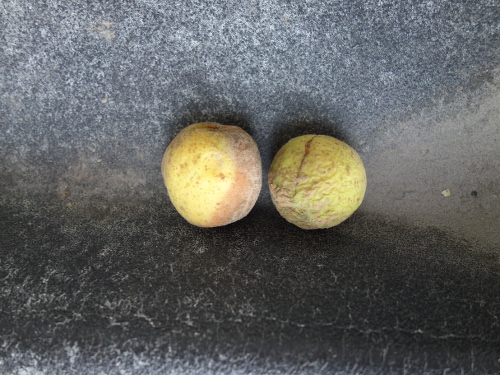 アンズ平和の果実