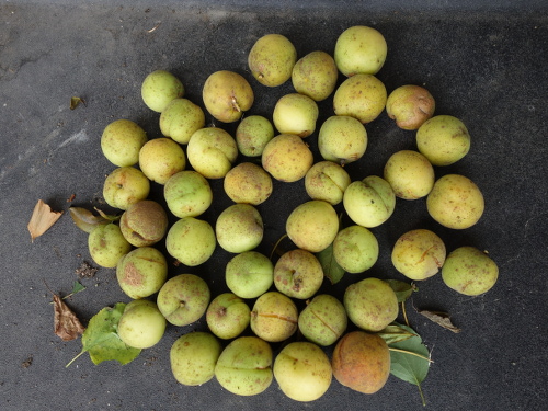 アンズ平和の果実