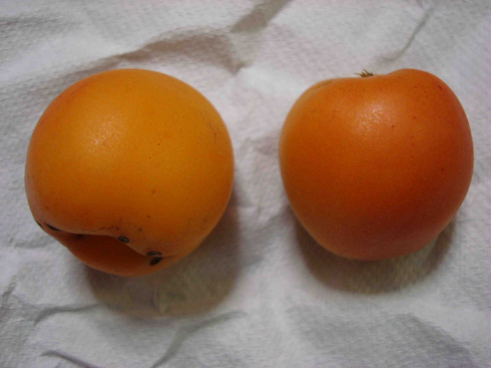 Apricot Seeding