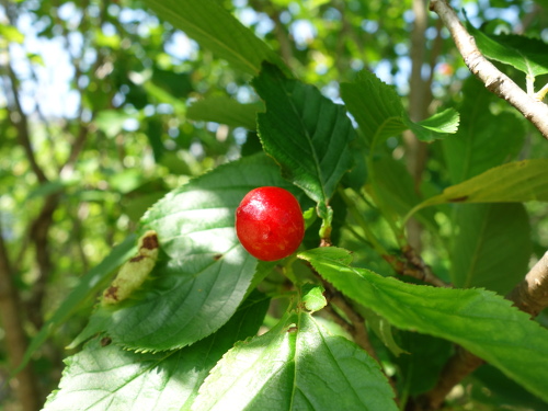さくらんぼ暖地