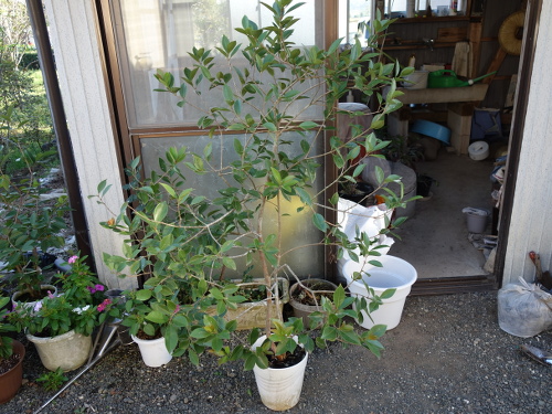 Yellow Strawberry Guava