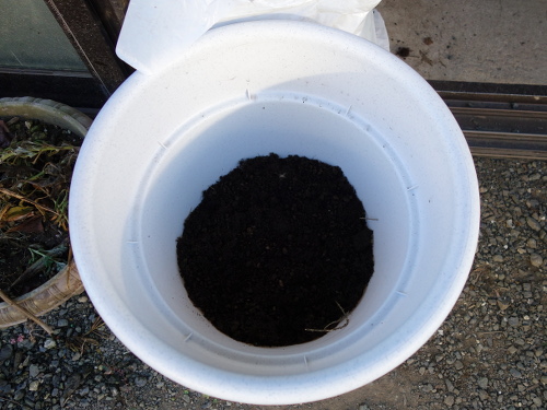 Yellow Strawberry Guava