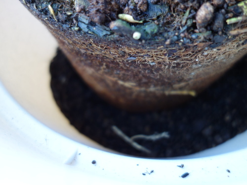 Yellow Strawberry Guava