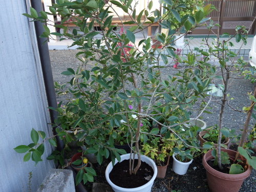 Yellow Strawberry Guava