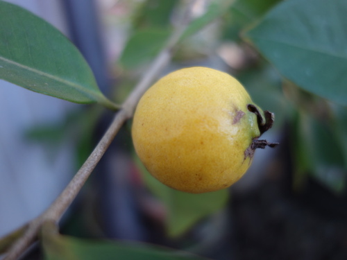 Yellow Strawberry Guava