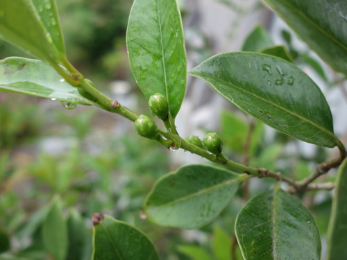 Yellow Strawberry Guava