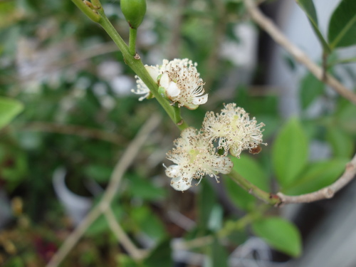 Yellow Strawberry Guava