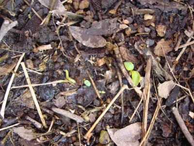 Yellow Strawberry Guava