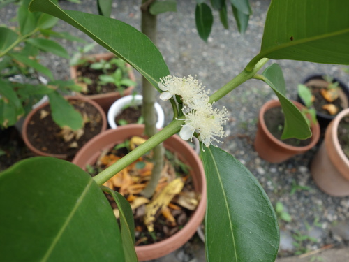 Yellow Strawberry Guava