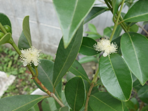 Yellow Strawberry Guava