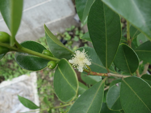 Yellow Strawberry Guava