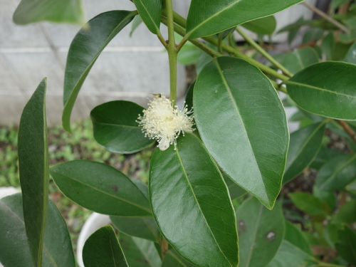 Yellow Strawberry Guava