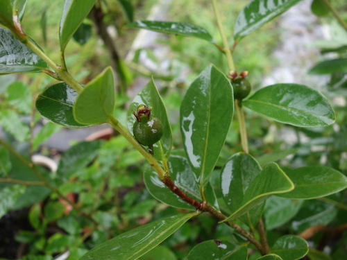 Yellow Strawberry Guava