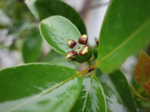 Yellow Strawberry Guava