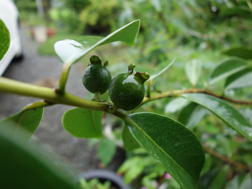 Yellow Strawberry Guava