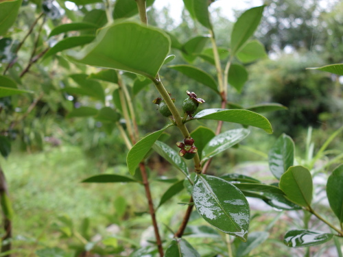 Yellow Strawberry Guava