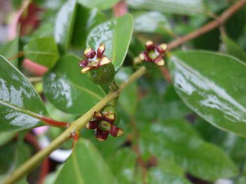 Yellow Strawberry Guava
