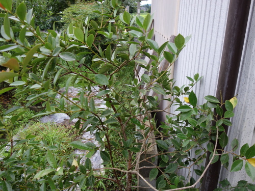 Yellow Strawberry Guava