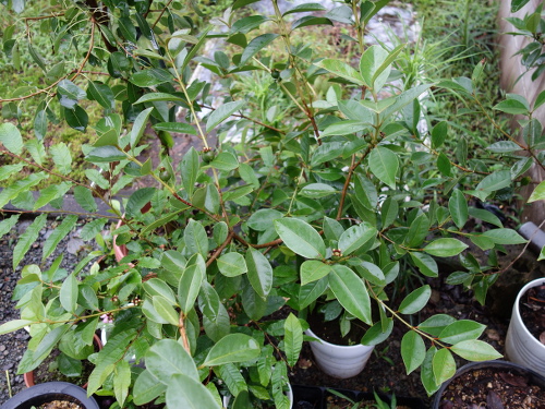 Yellow Strawberry Guava