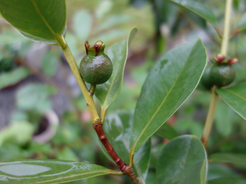 Yellow Strawberry Guava