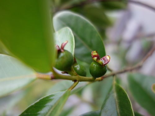 Yellow Strawberry Guava