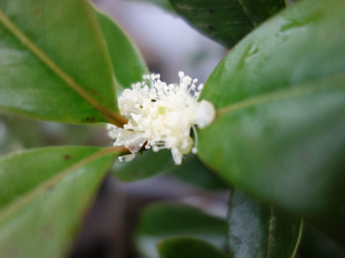 Yellow Strawberry Guava