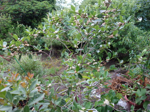 Yellow Strawberry Guava
