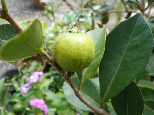 Yellow Strawberry Guava