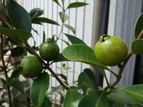 Yellow Strawberry Guava