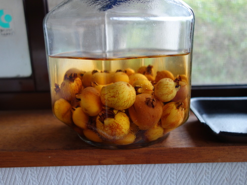 お手製グァバ酒