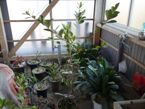 Yellow Strawberry Guava damaged by longicorn beetle