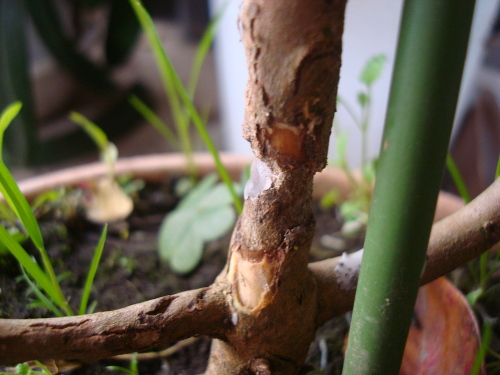 Yellow Strawberry Guava damaged by longicorn beetle