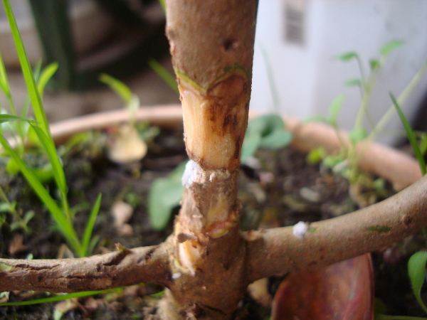 Yellow Strawberry Guava damaged by longicorn beetle