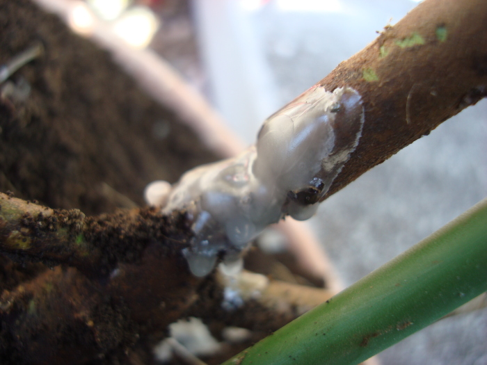 Yellow Strawberry Guava damaged by longicorn beetle