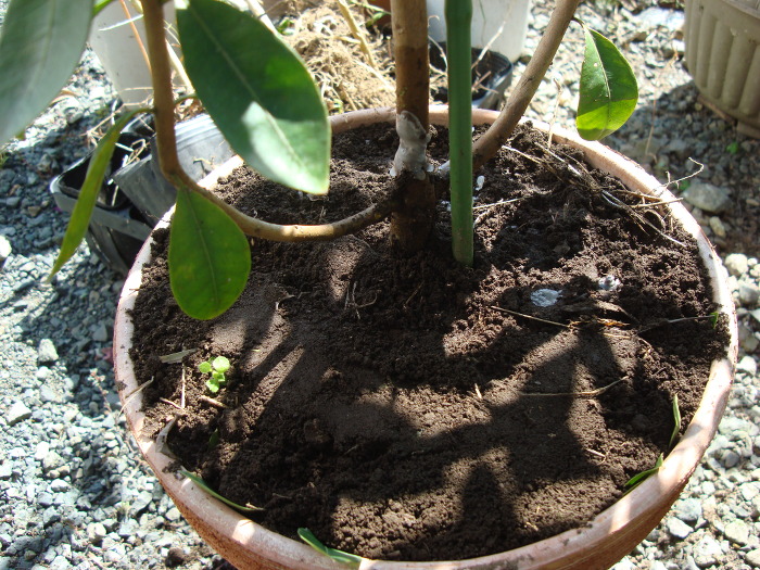Yellow Strawberry Guava damaged by longicorn beetle