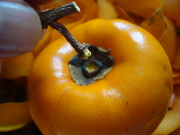 Hoshigaki without gynophore