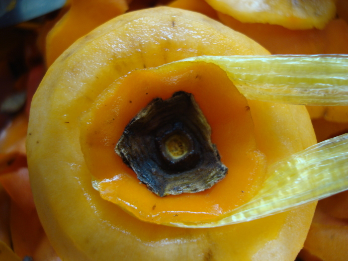 Hoshigaki without gynophore