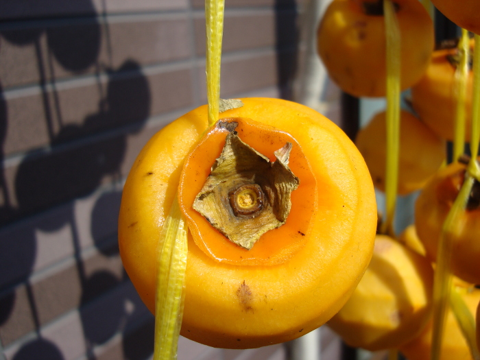 Hoshigaki without gynophore