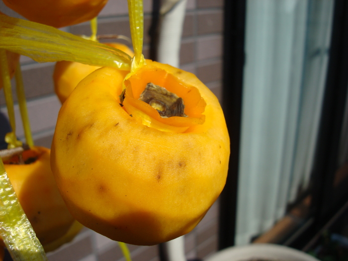 Hoshigaki without gynophore