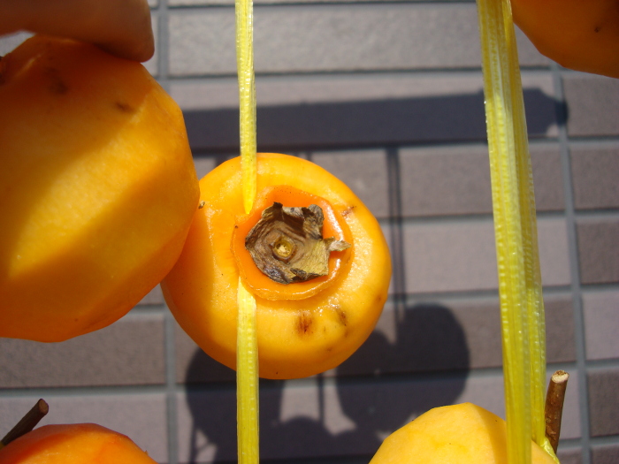 Hoshigaki without gynophore