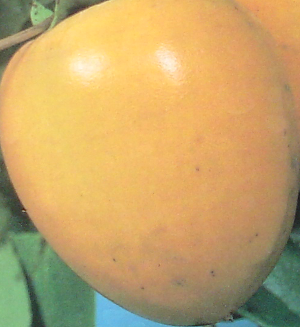 Japanese Persimmon Hachiya